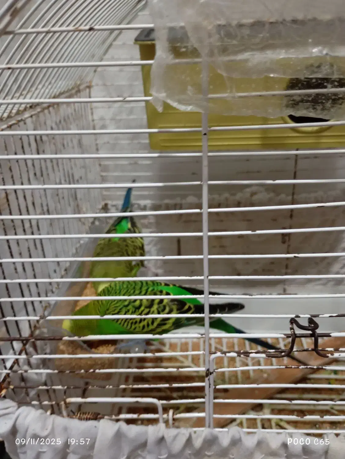 مرغ عشق|پرنده|محمدشهر, محمدشهر|دیوار