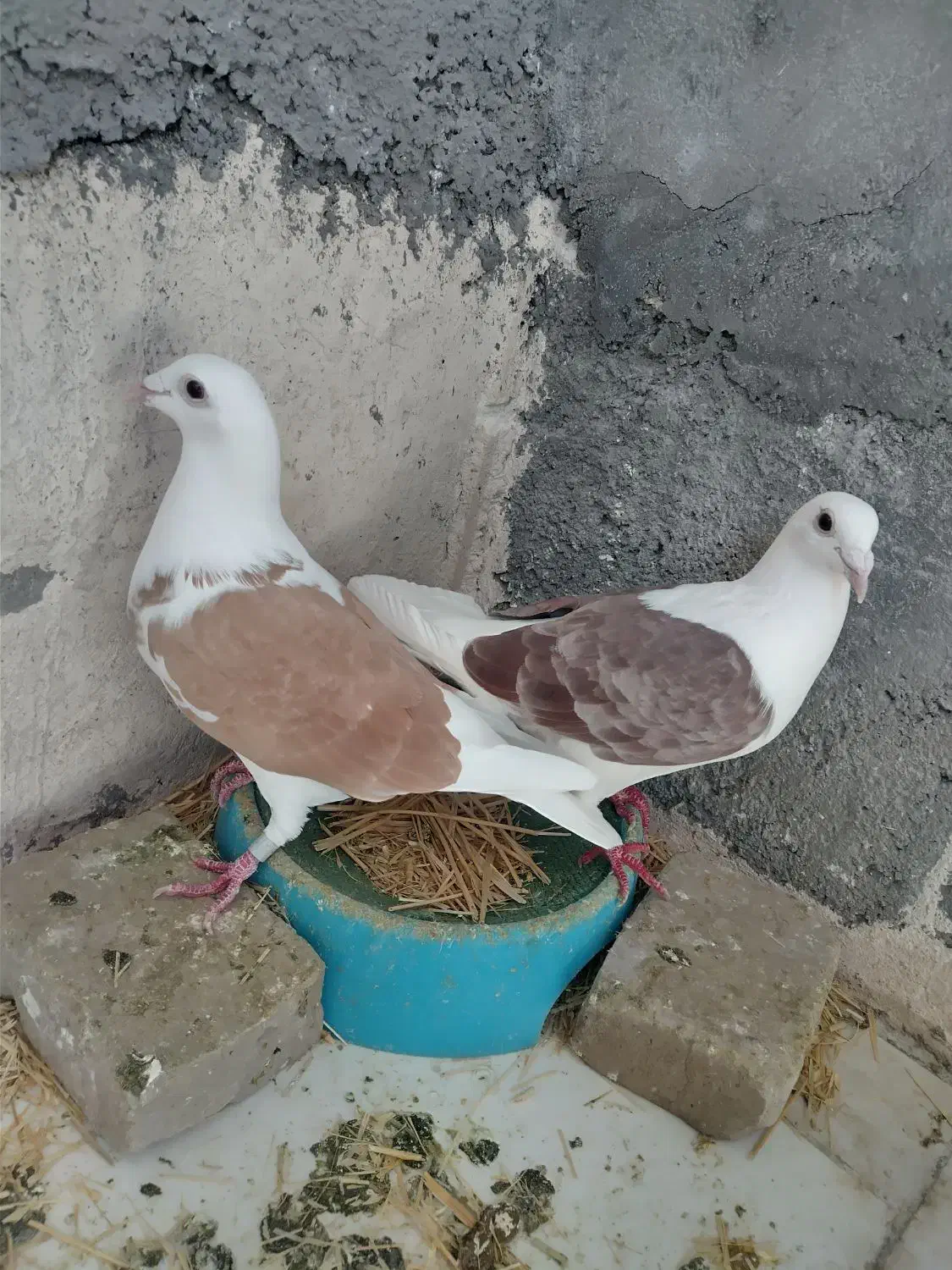 کبوتر پلاکی گرددار|حیوانات|خرم‌آباد, |دیوار