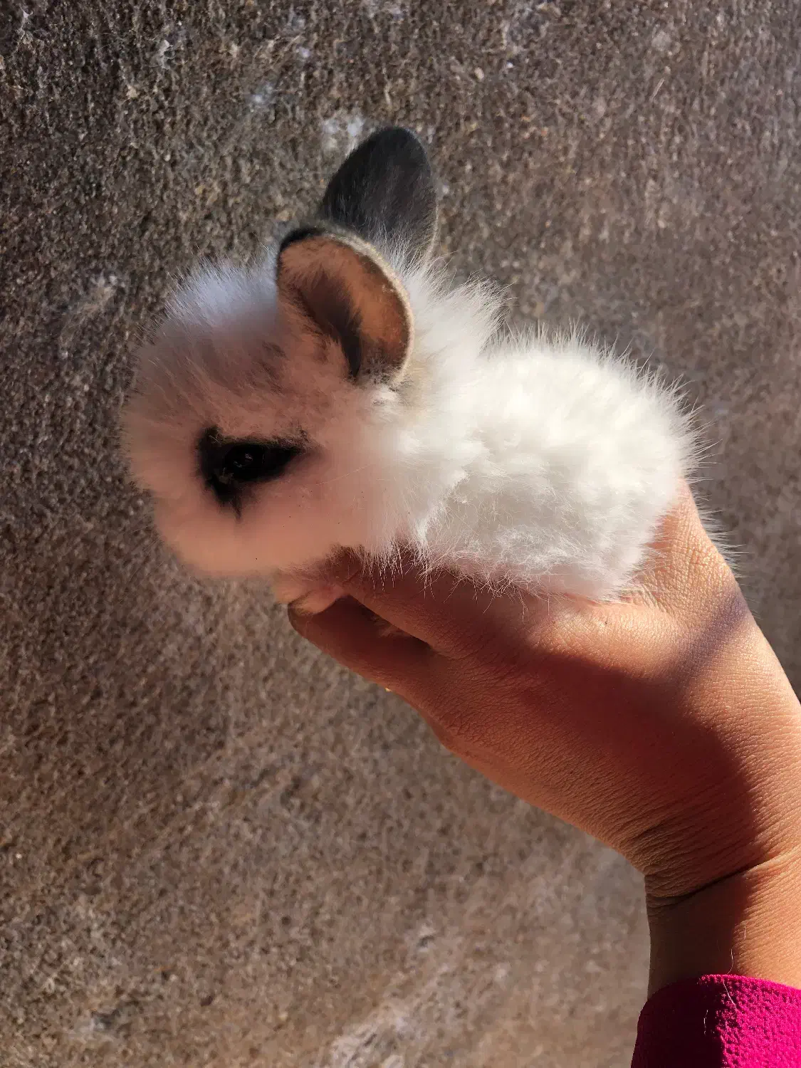 بچه خرگوش جرسی لوپ|موش و خرگوش|قائم‌شهر, |دیوار