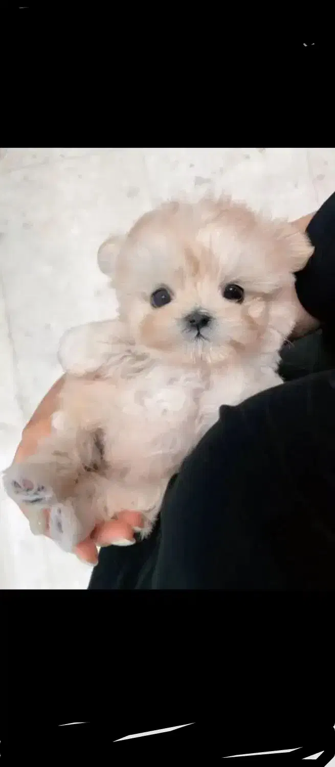 کوچولوهای ریزه میزه|سگ|کرمان, |دیوار