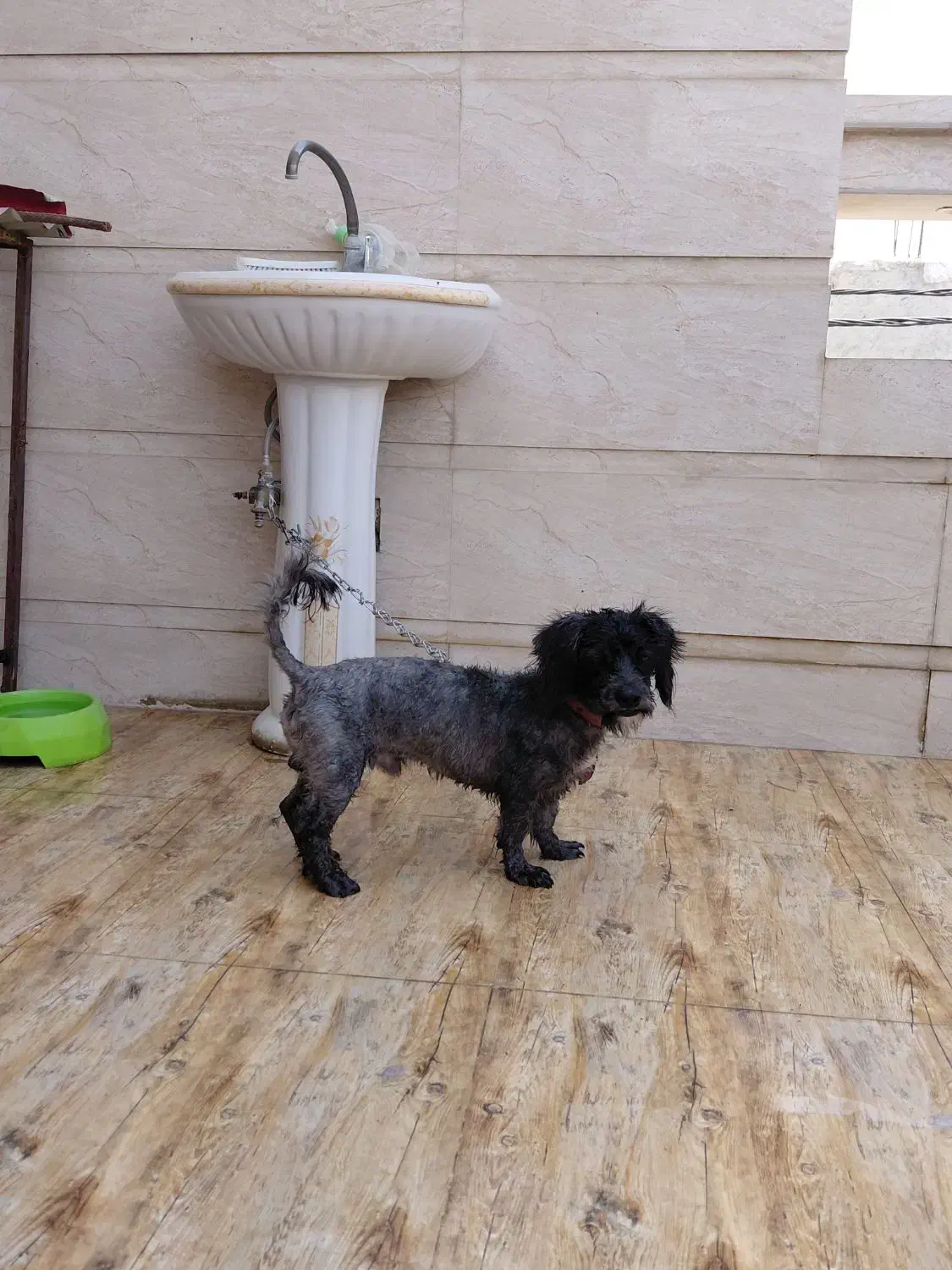 سگ مشکی|سگ|برازجان, |دیوار