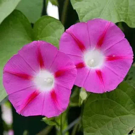 بذرگل|گل و گیاه طبیعی|رشت, منظریه|دیوار