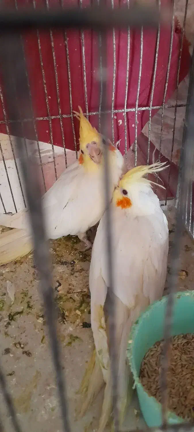 عروس هلندی فروشی جوجه وبالغ|پرنده|جوین, |دیوار