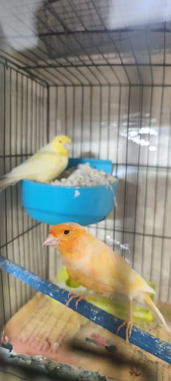 قناری جفت با جوجه|پرنده|تهران, جوادیه تهرانپارس|دیوار