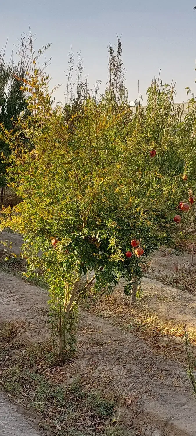 فروش باغ ۵۰۰ متری دارای درخت قهجاورستان|فروش خانه و ویلا|اصفهان, قهجاورستان|دیوار