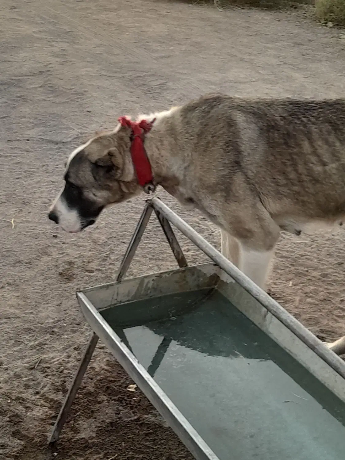 سگ گله|سگ|رفسنجان, |دیوار