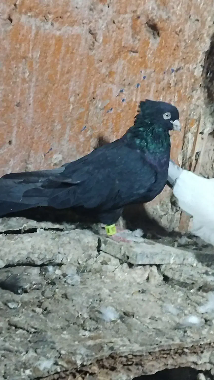 کبوتر|پرنده|ایرانشهر, |دیوار