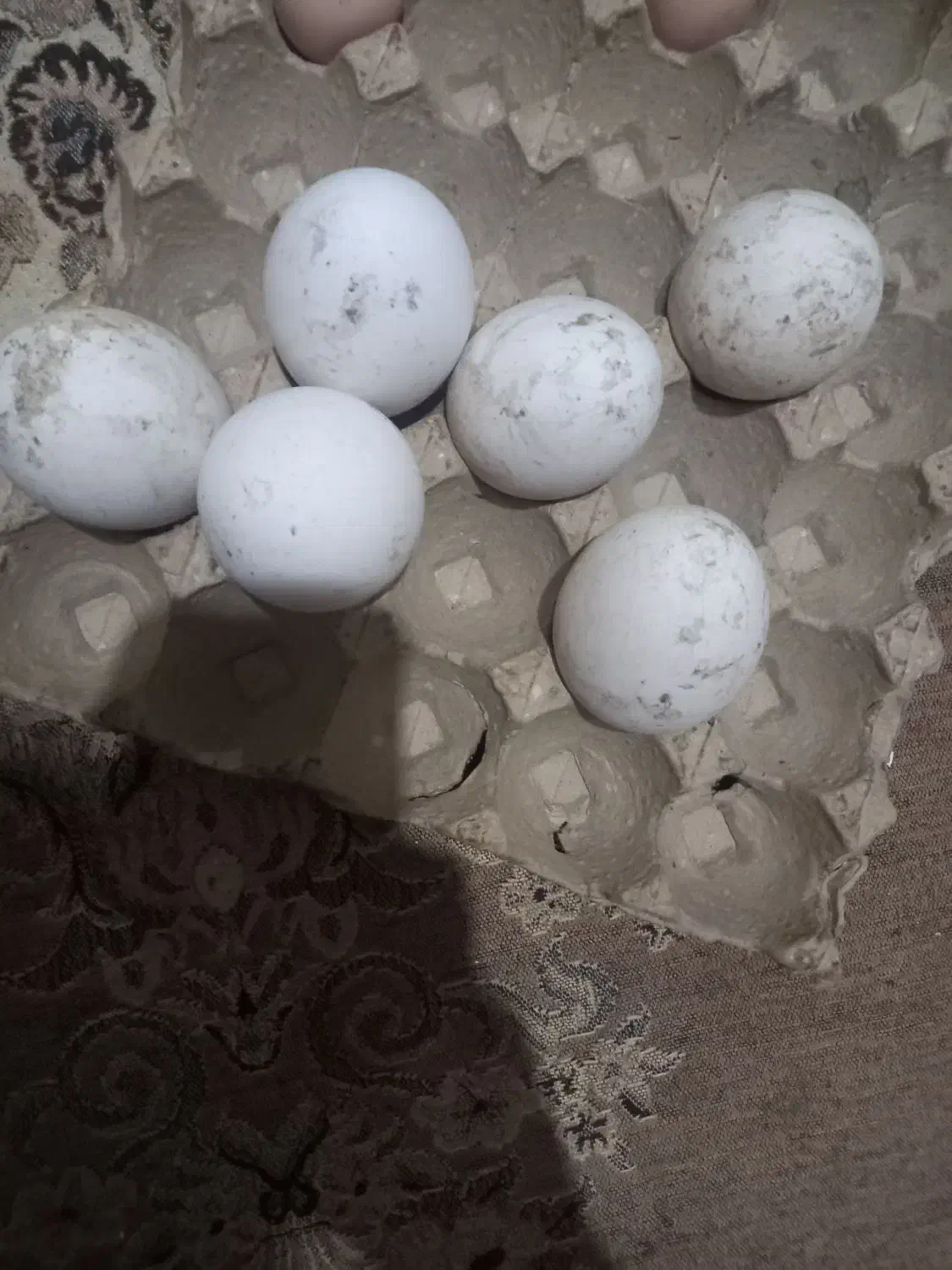 تخم غاز|حیوانات مزرعه|زابل, |دیوار