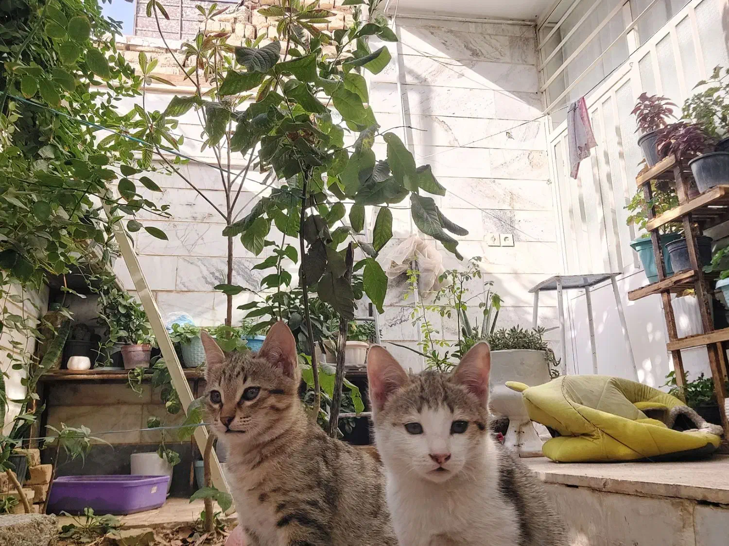 گربه dsh|گربه|شهریار, اسکمان|دیوار