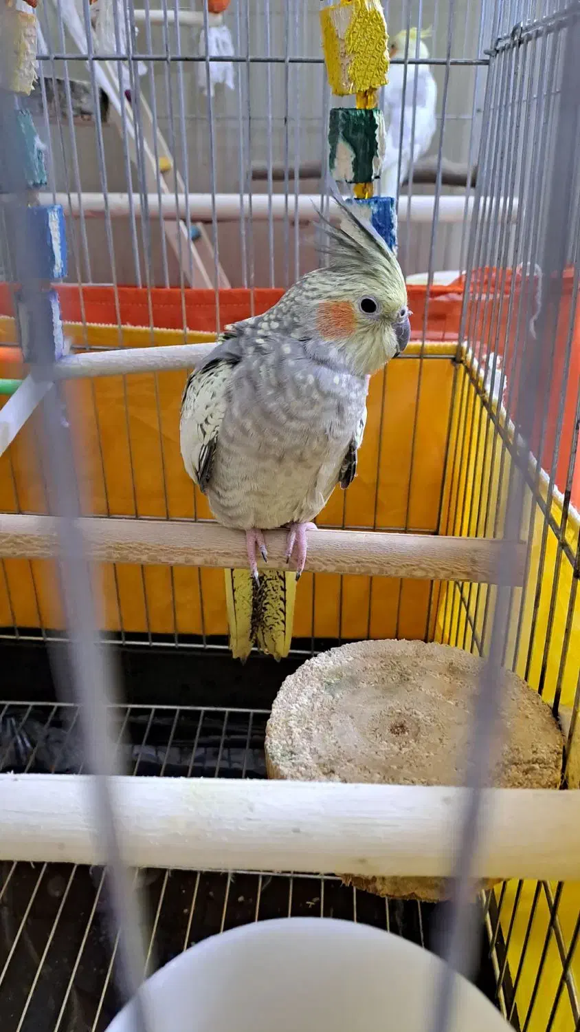 عروس هلندی ماده دستی|پرنده|تهران, شهرک ولیعصر جنوبی|دیوار