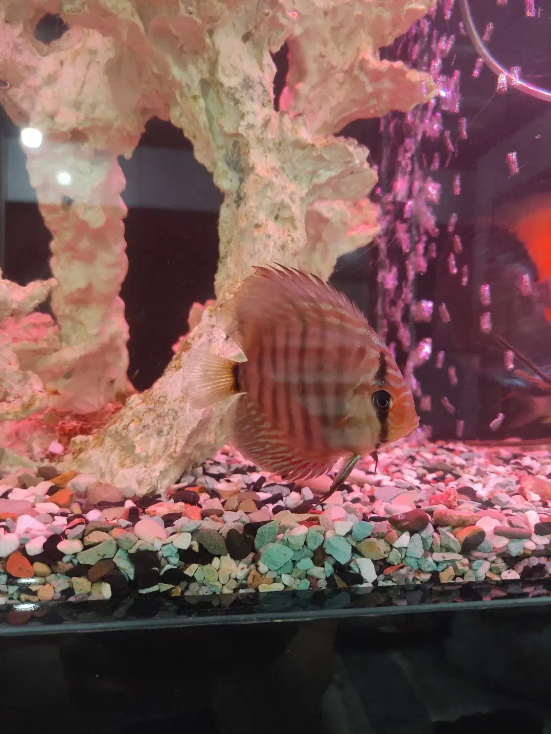 آکواریوم خاص و لاکچری با ماهی های دیسکس|ماهی|چهاردانگه (تهران), |دیوار