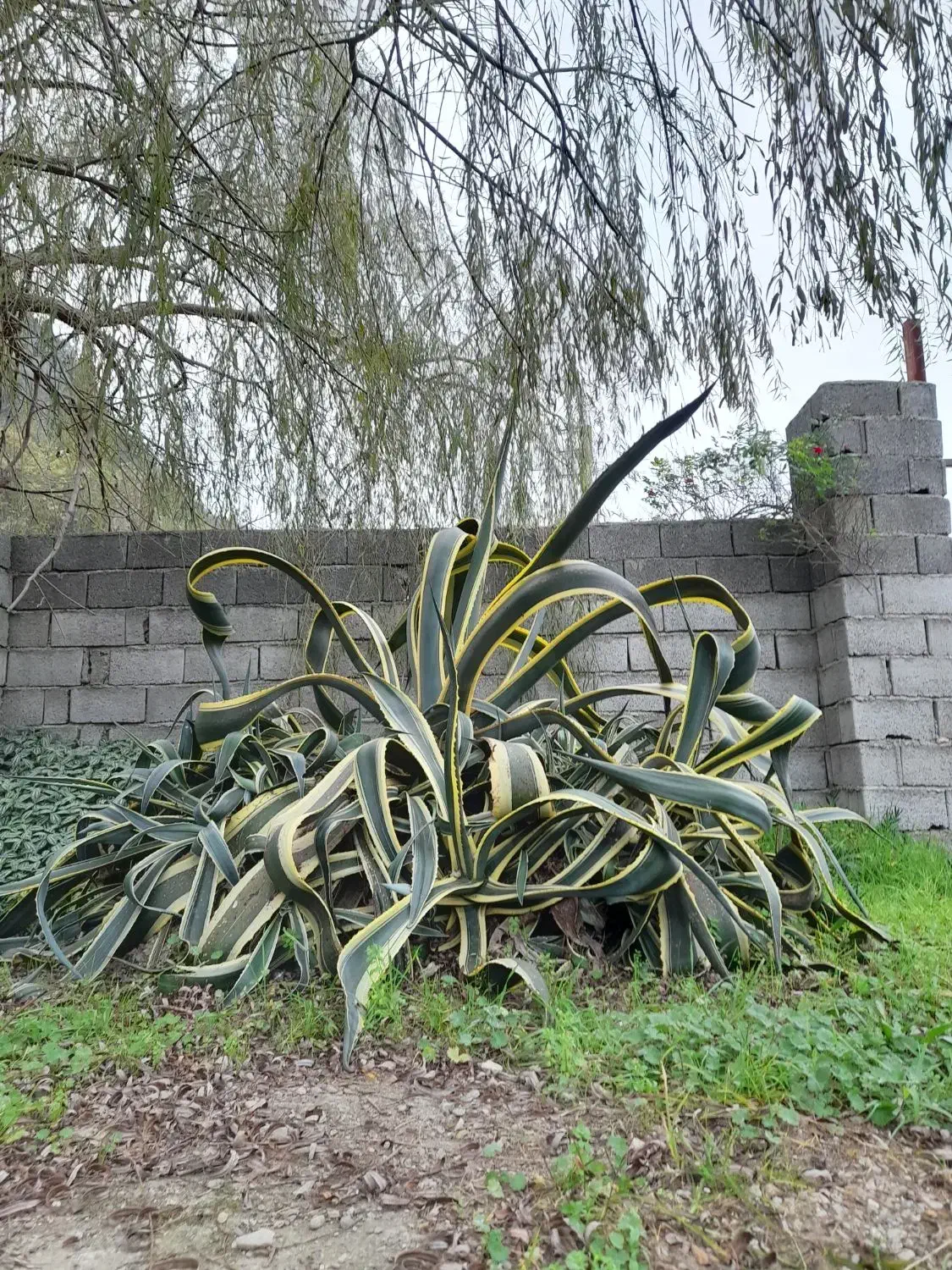 گل اگاو غول پیکر با کلی پاجوش ، رنگ ابلغ|گل و گیاه طبیعی|رامسر, |دیوار