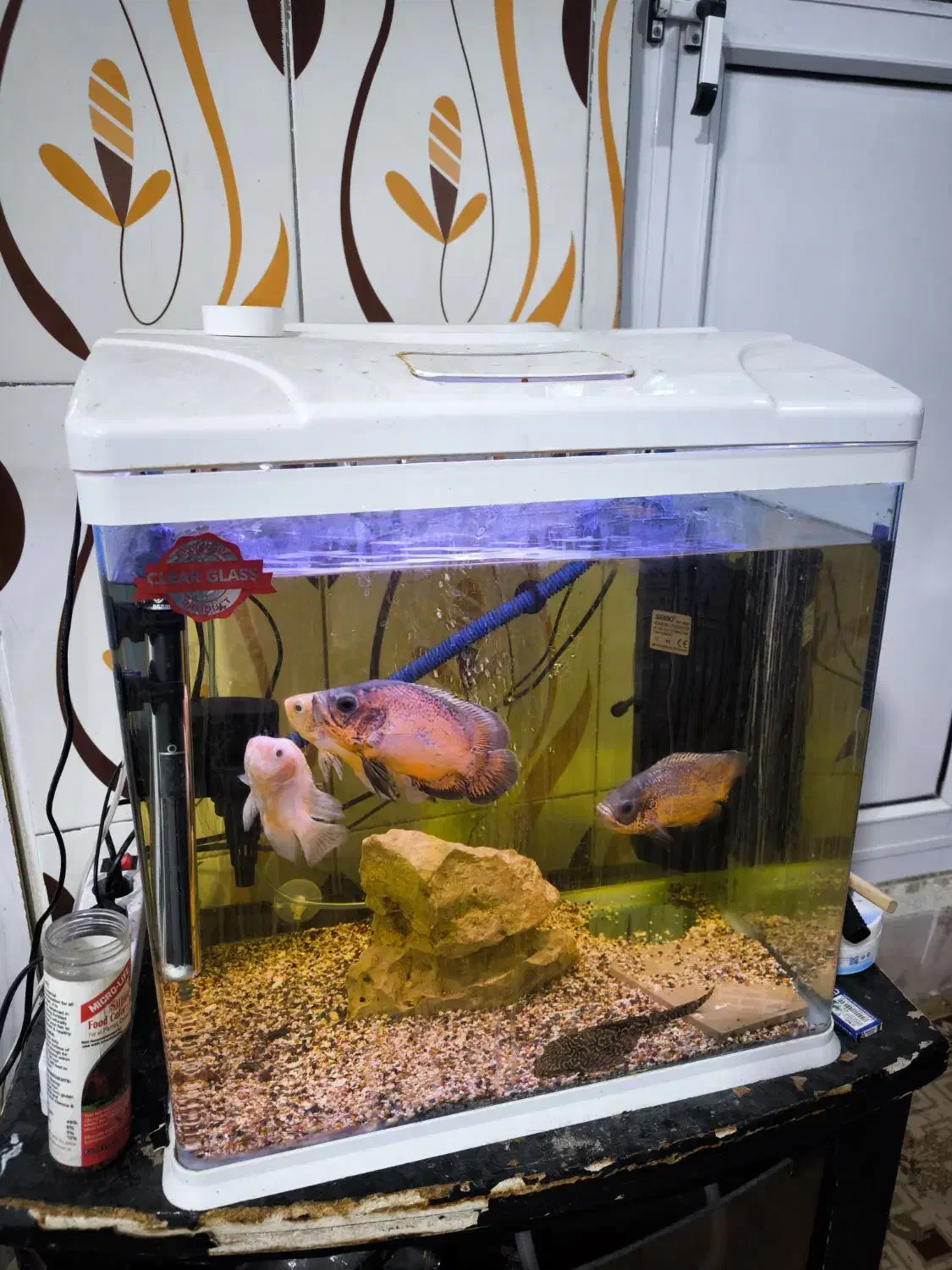 آکواریوم کامل و آماده استفاده همراه ماهی|ماهی|ایلام, |دیوار