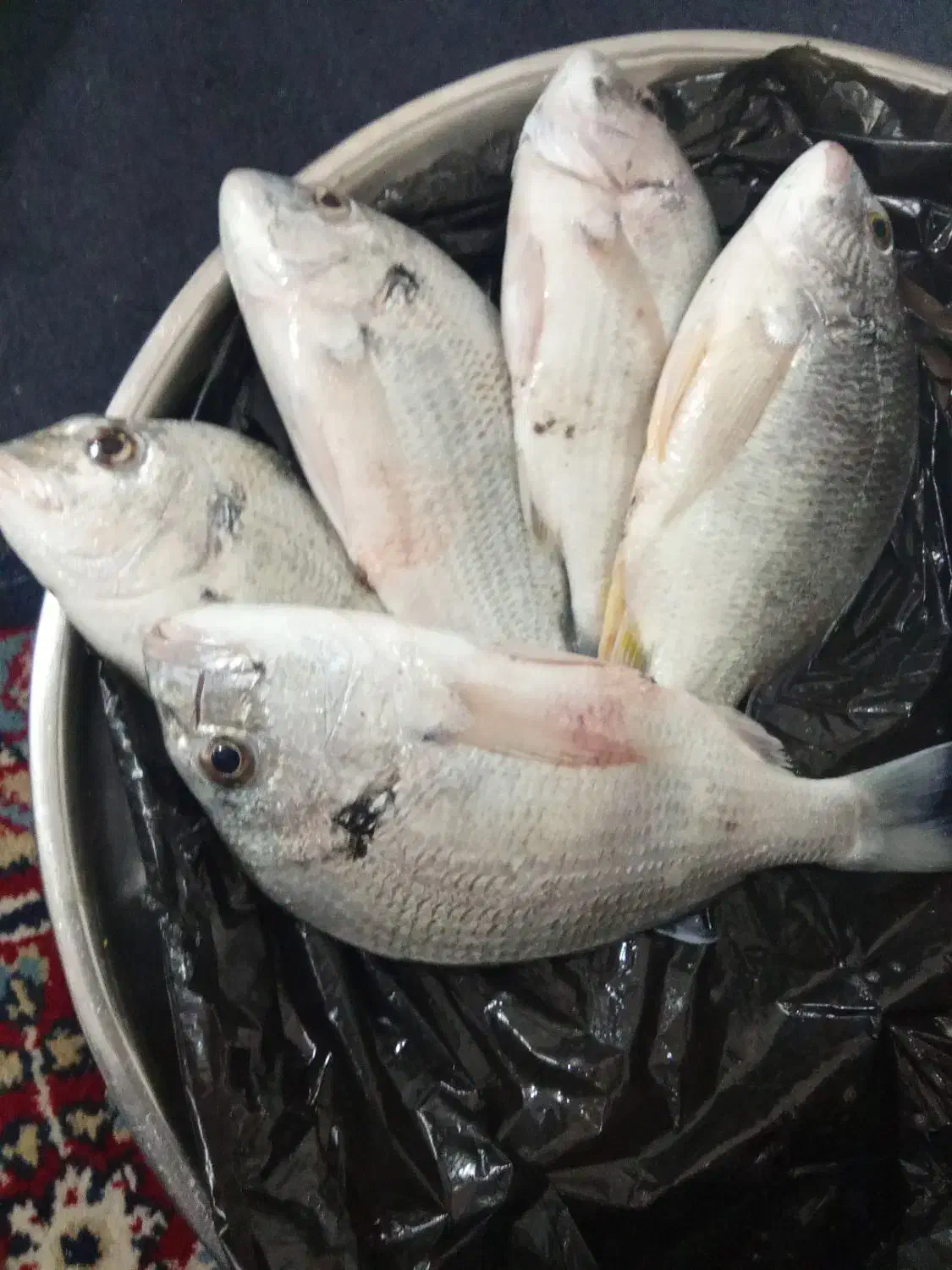 ماهی شوم|ماهی|بوشهر, |دیوار