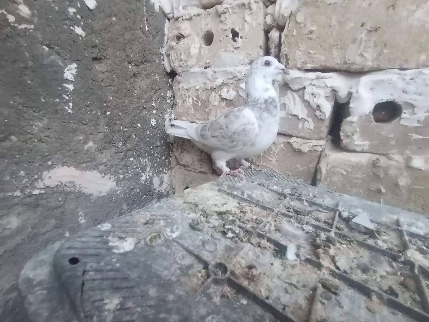 سوسکی سرخ ماده با سینه جفت750|پرنده|خواف, |دیوار