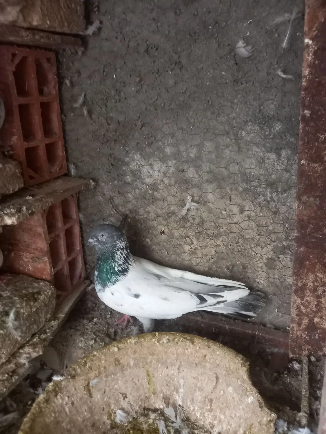 پرشی|پرنده|خان ببین, |دیوار