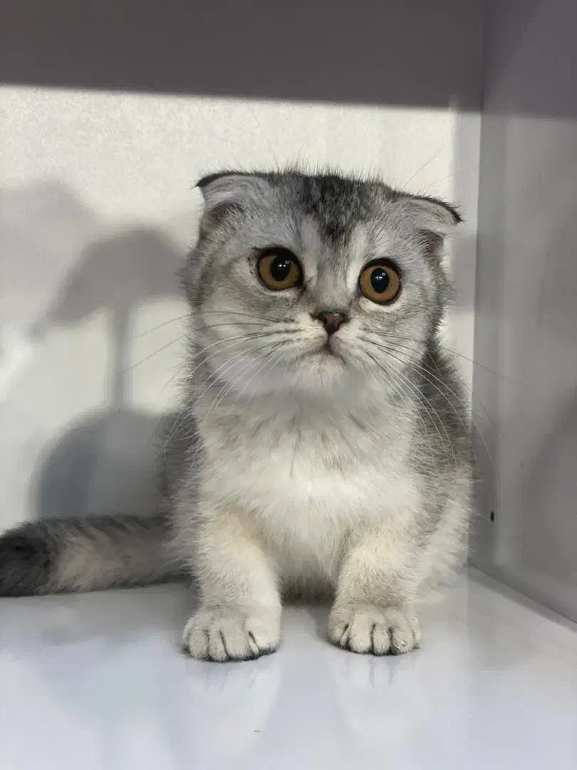 فروشی|گربه|ارومیه, |دیوار