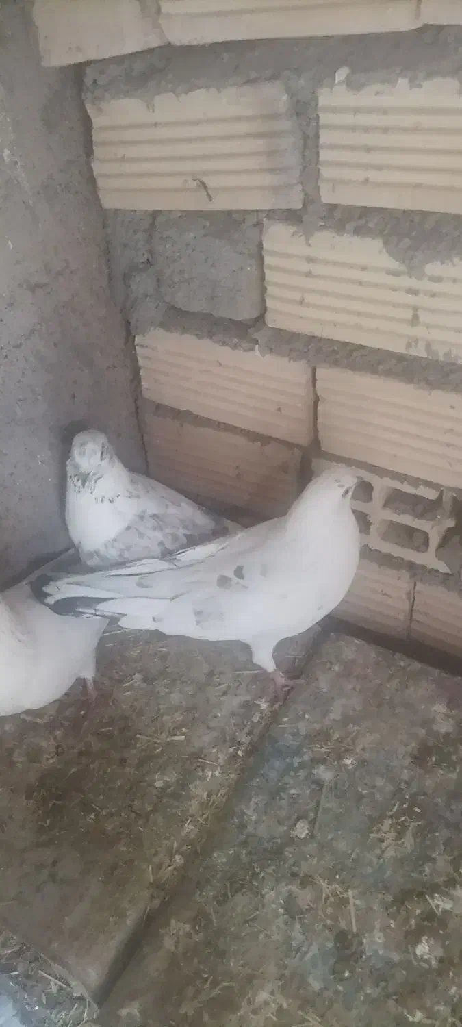 کبوتر|پرنده|سیلاخور, |دیوار