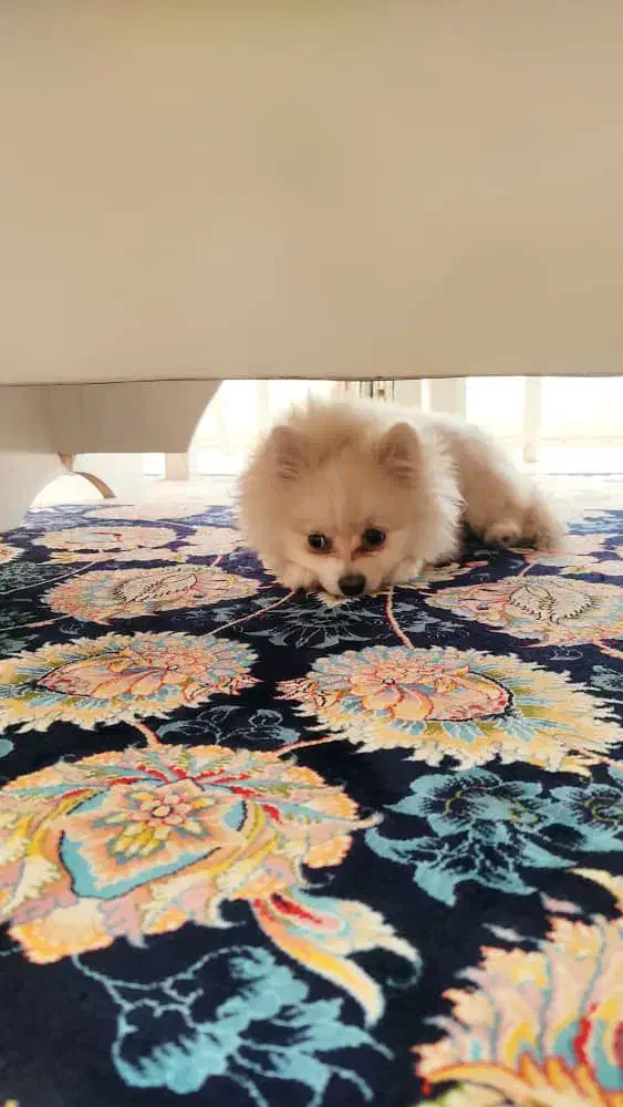 سگ پامرین|سگ|مبارکه, |دیوار