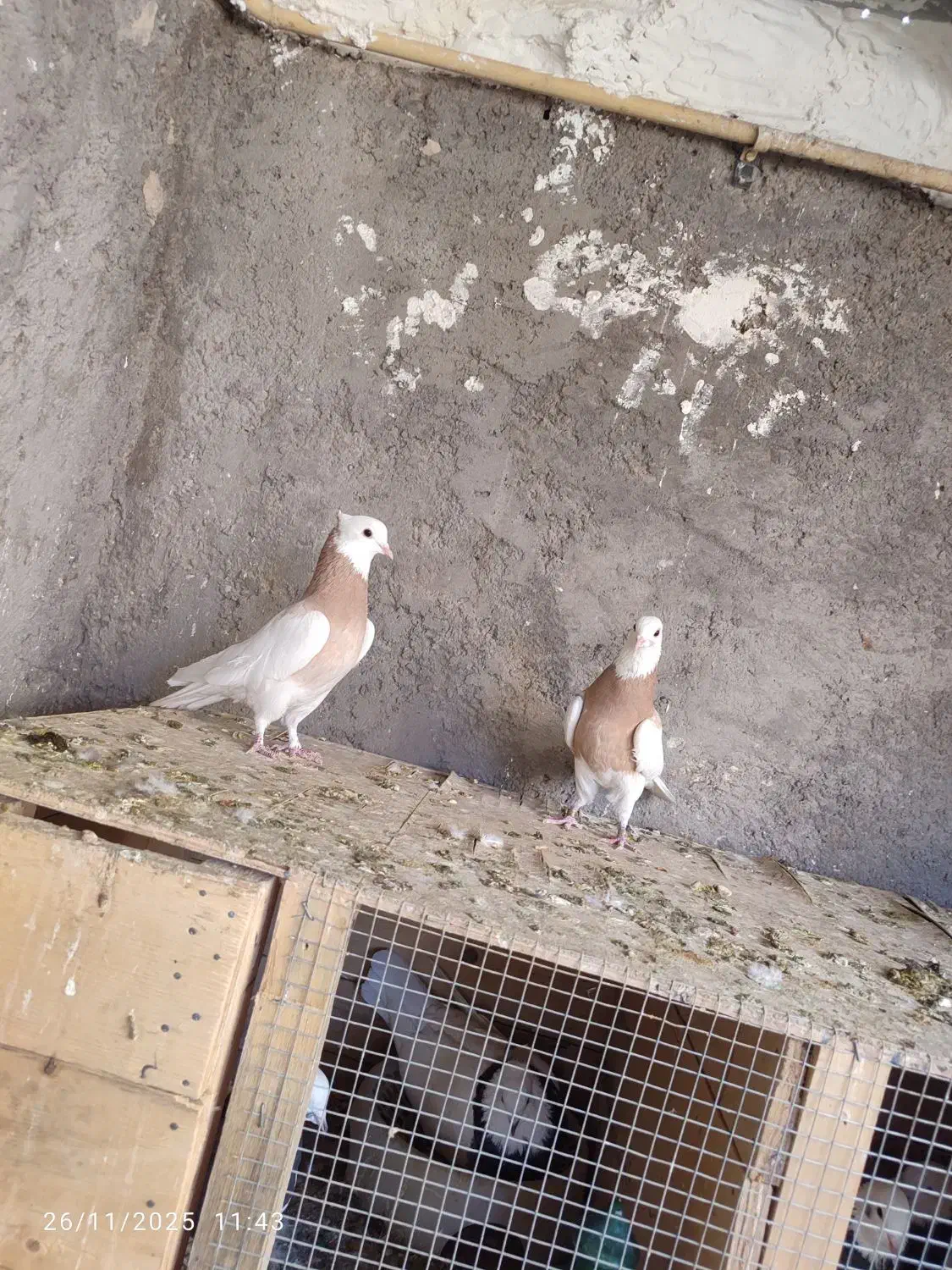 کبوتر|پرنده|بم, |دیوار