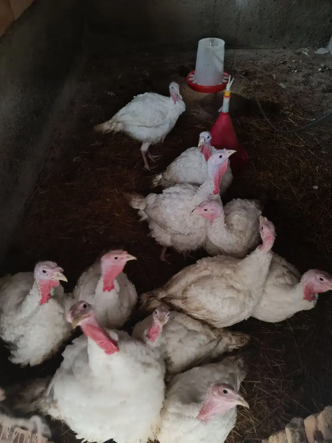 بوقلمون بیوتی|حیوانات مزرعه|گنبد کاووس, |دیوار