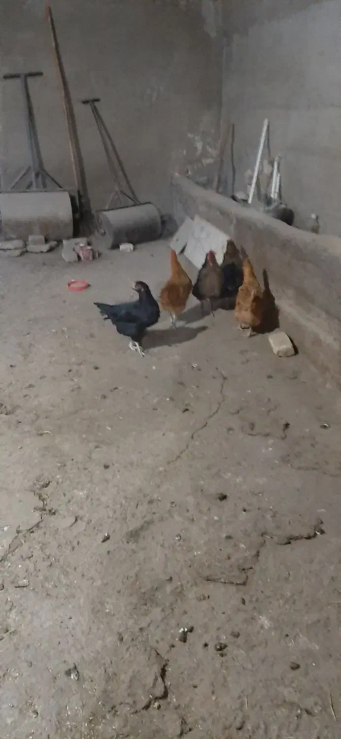 فروش ۵ تا مرغ محلی سیاهه نژاد لاریه|حیوانات مزرعه|الیگودرز, |دیوار