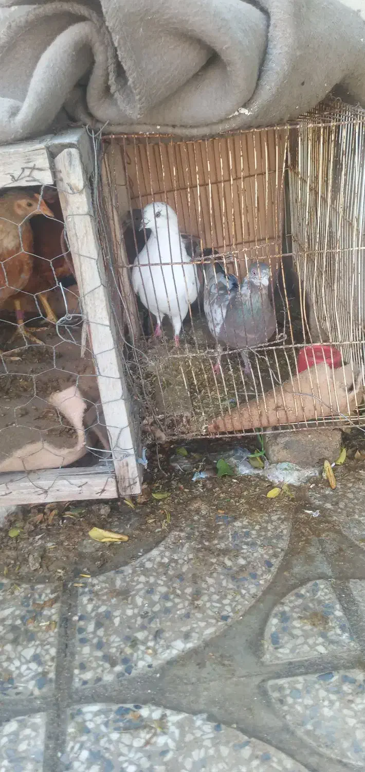 کبوتر|پرنده|دره شهر, |دیوار