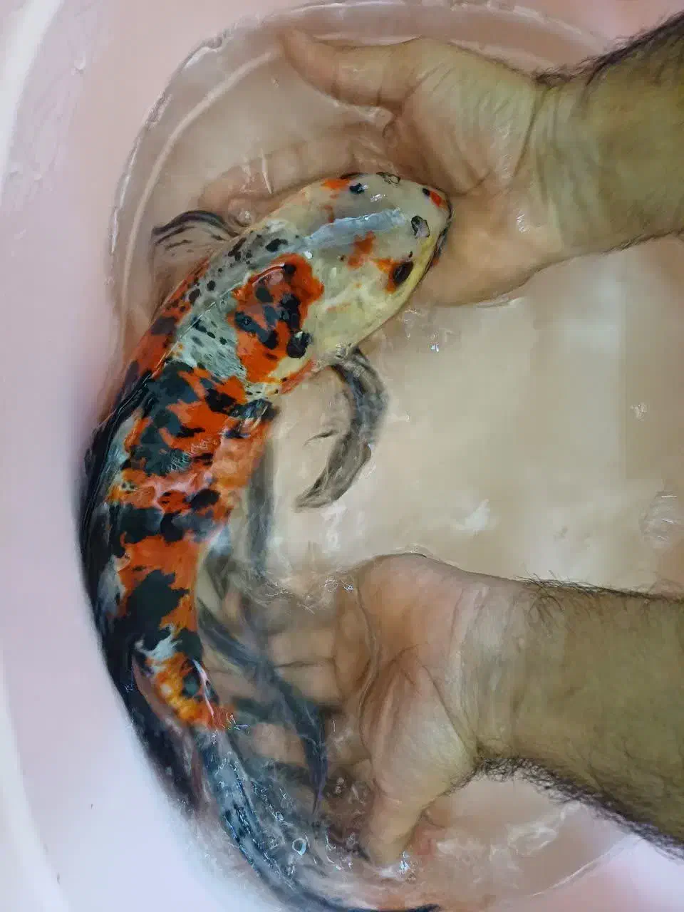 انواع کوی و گوپی آنجل و...|ماهی|مشهد, شهرک مهرگان|دیوار