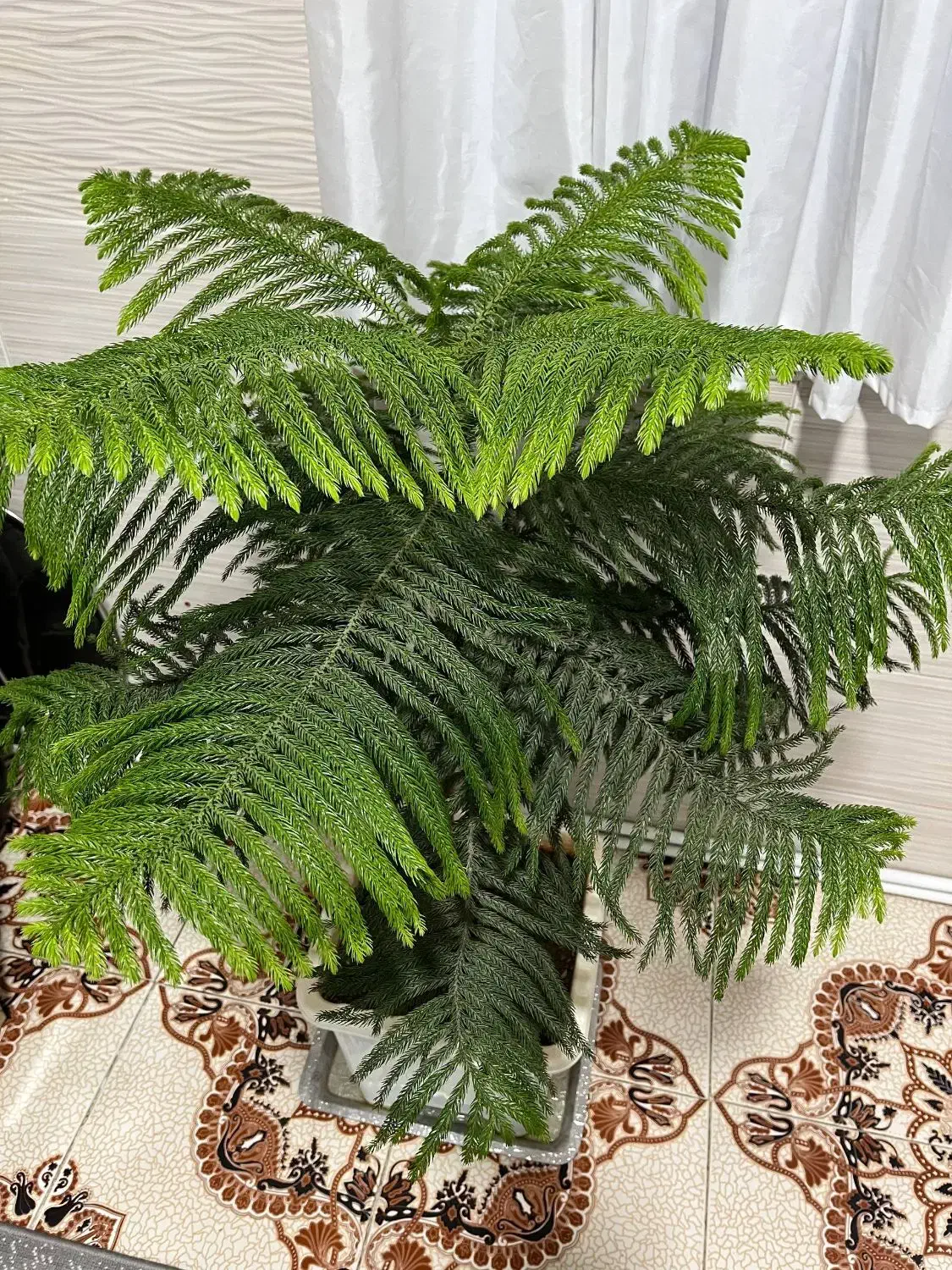 گل طبیعی کاج مطبق|گل و گیاه طبیعی|جوانرود, |دیوار