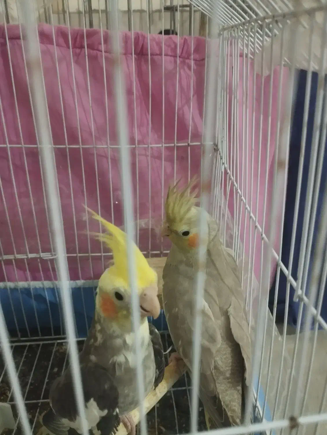 مرغ عروس|پرنده|کاشان, شهرک انقلاب|دیوار