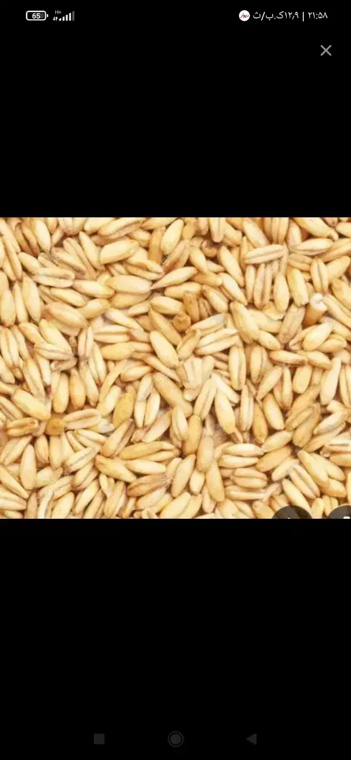 گندم بذری رقم اذر دو به مقدار 8کیسه|خوردنی و آشامیدنی|جوانرود, |دیوار