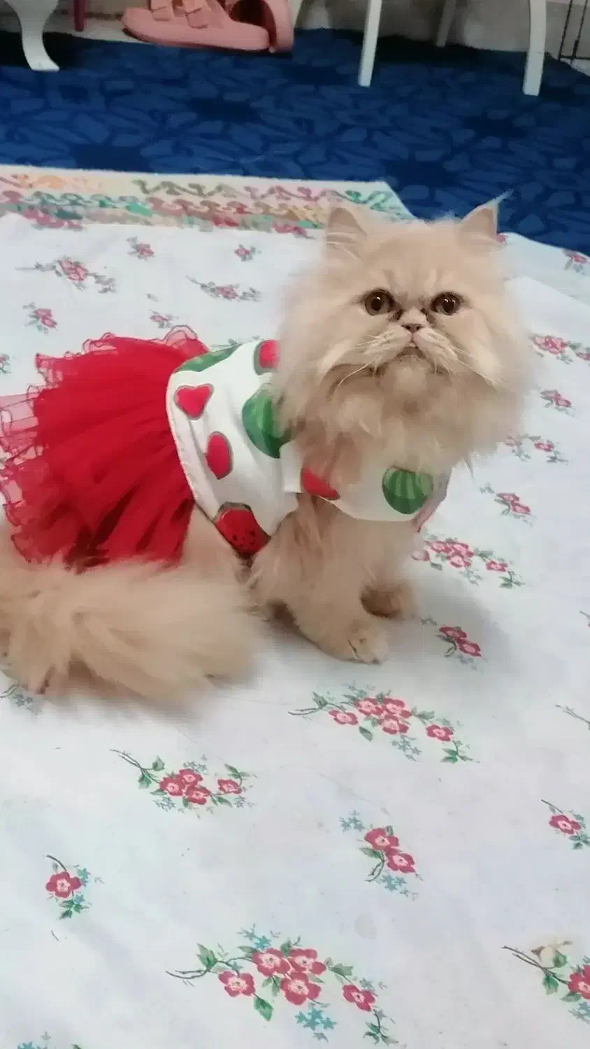 پرشین کت کاراملی ماده|گربه|رشت, حمیدیان|دیوار