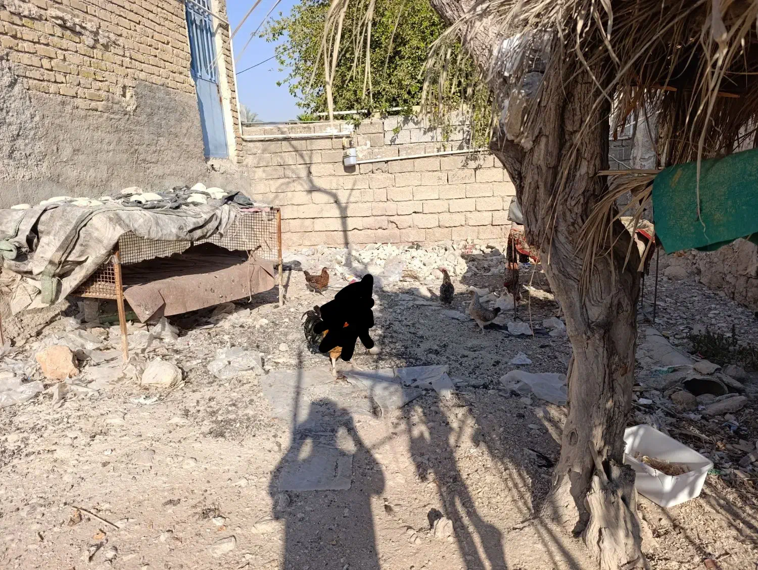 مرغ وباری محلی اصل اصل بشرط|حیوانات مزرعه|کوه چنار, |دیوار