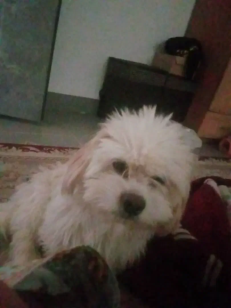 فروش سگ خانگی|سگ|بندر دیر, |دیوار