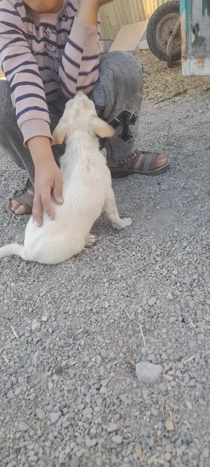 سگ پاکوتاه|سگ|قائن, |دیوار