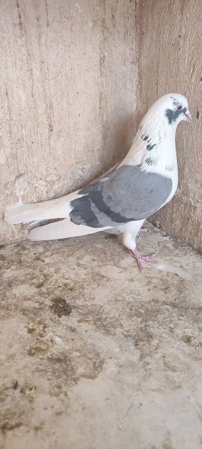 کفتر یا کبوتر|پرنده|قرچک, شهرک گلها|دیوار