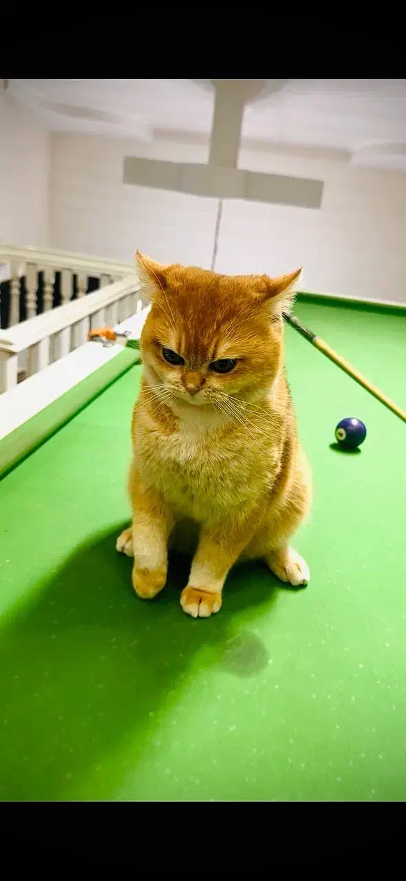 بریتیش نراصیل وارداتی گردن گیر|گربه|کرج, گلشهر|دیوار