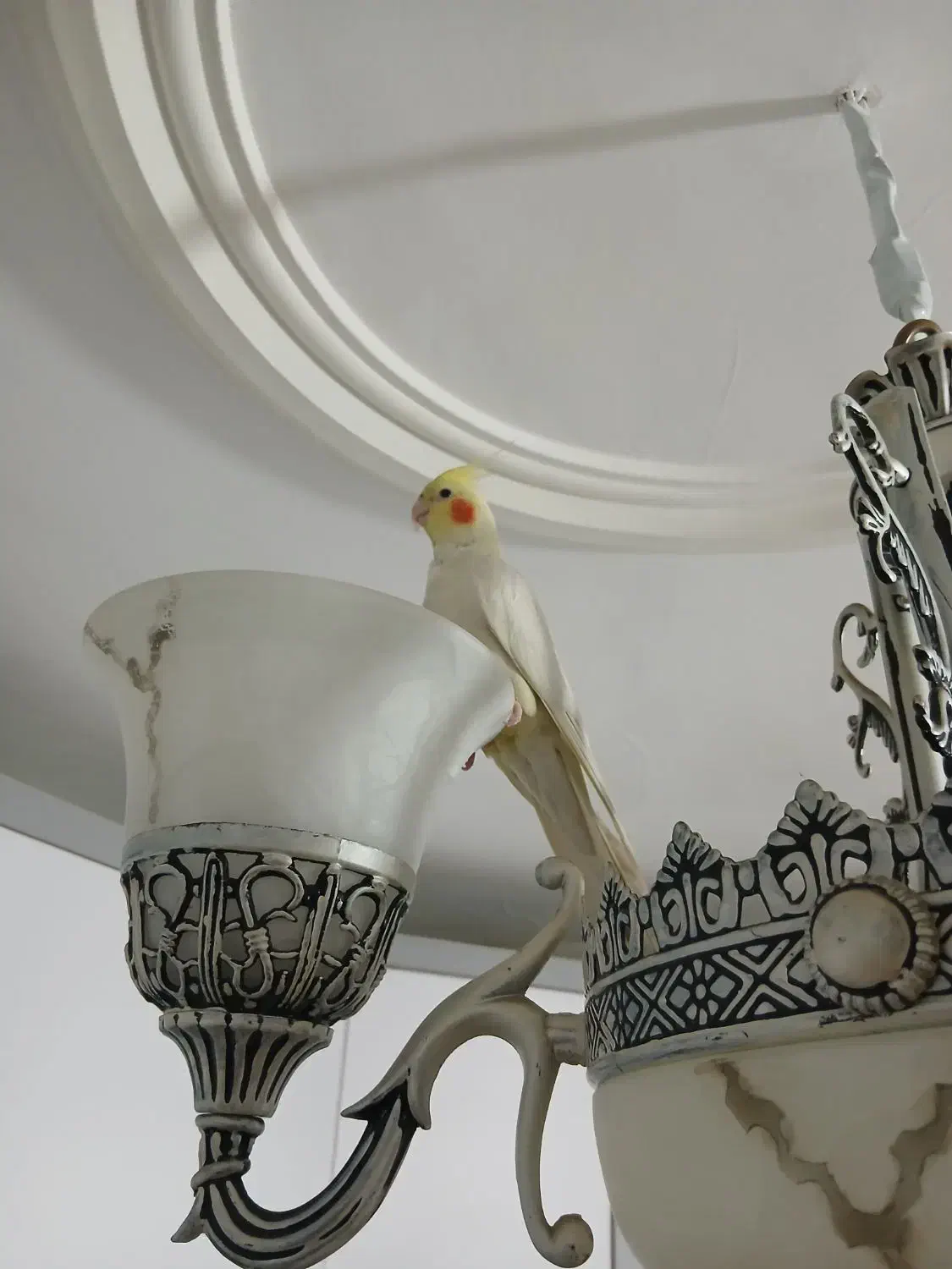 عروس هلندی|پرنده|کرج, شاهینویلا|دیوار