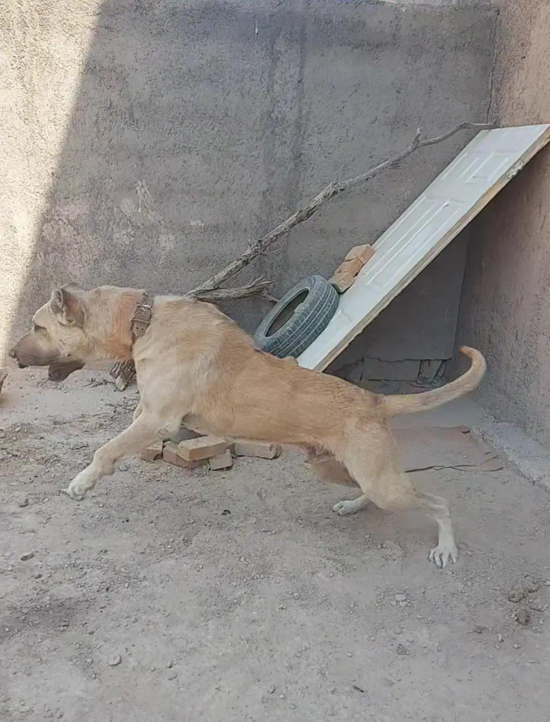 سگ سرابی|سگ|صفادشت, |دیوار