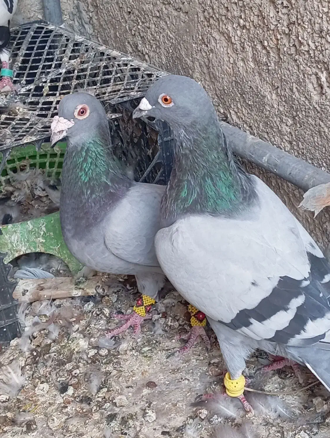 کبوتر بابته|پرنده|کوه چنار, |دیوار