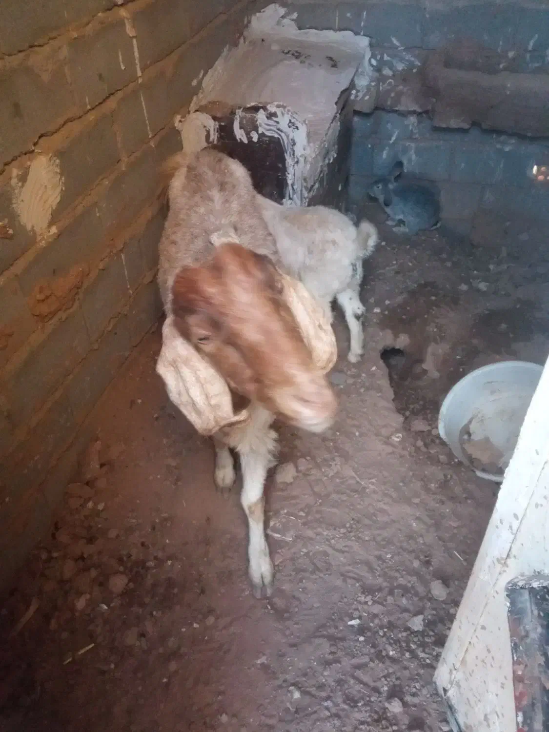 بز و بزغاله ماده|حیوانات مزرعه|پائین جام, |دیوار