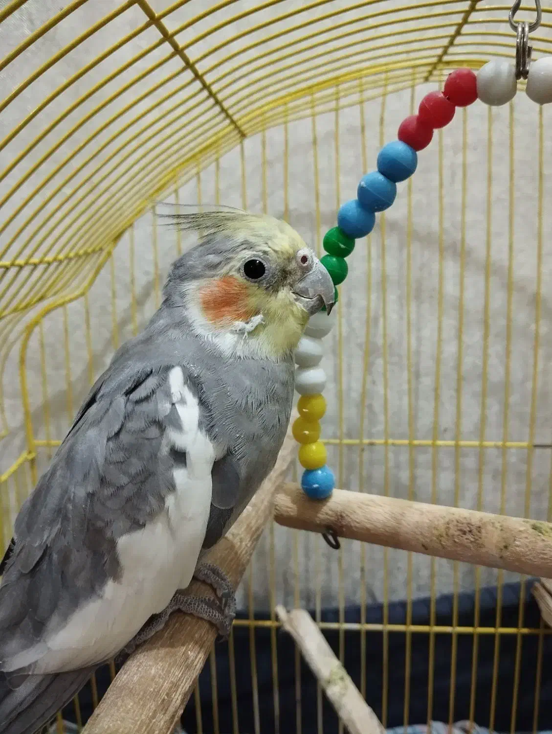 عروس هلندی|پرنده|ماکو, |دیوار