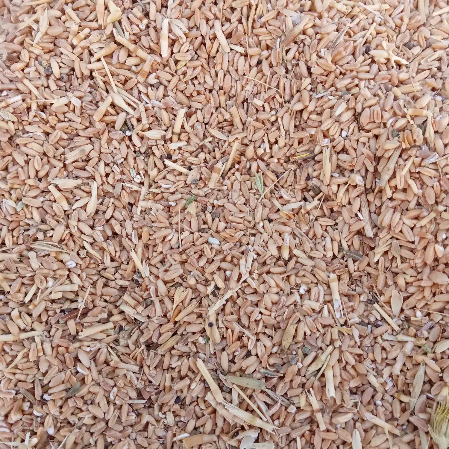 گندم علوفه ای درجه یک|خدمات باغبانی و درختکاری|شادگان, |دیوار