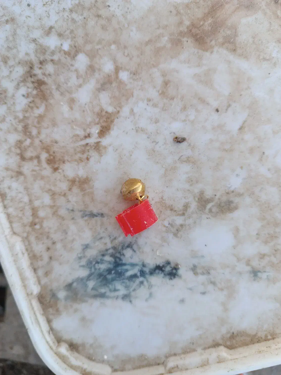 بورمگس|پرنده|زابل, |دیوار