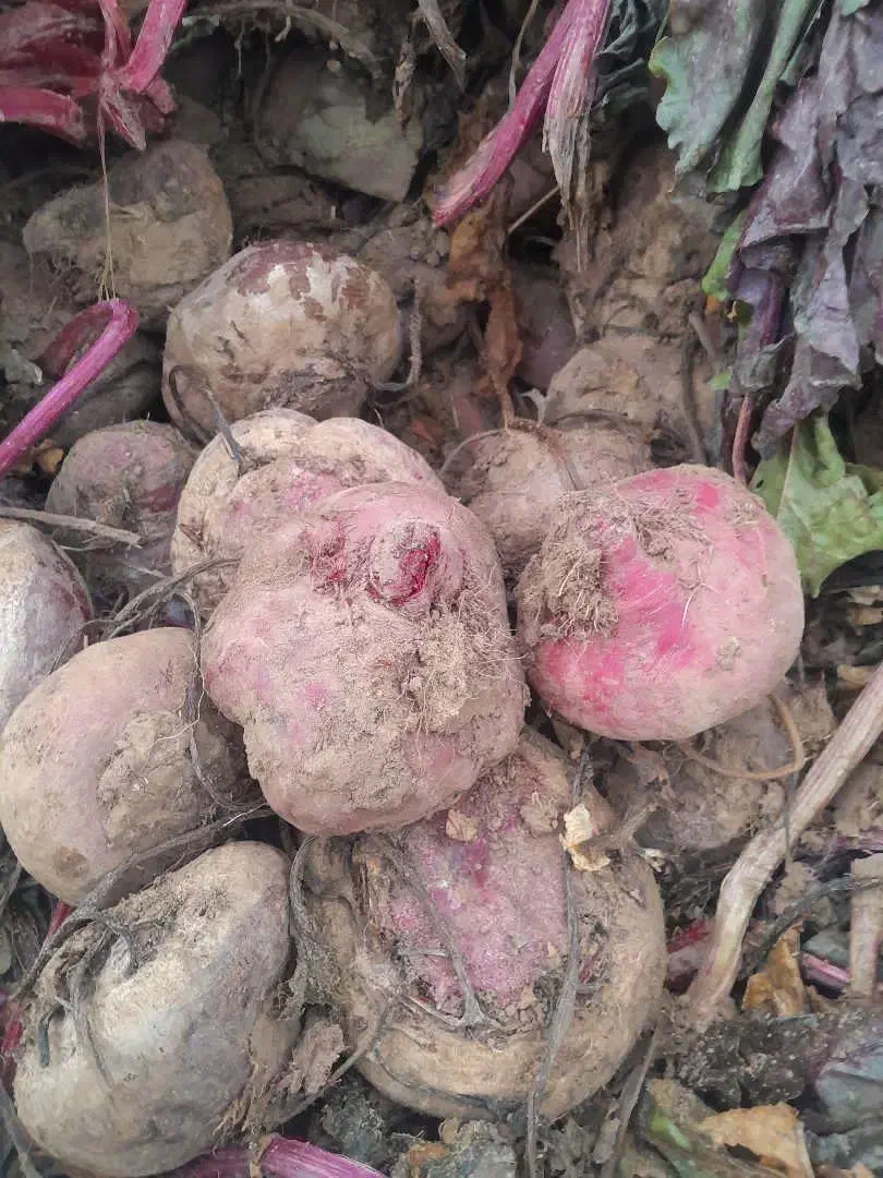 چغندرلبو|عمده‌فروشی|دشتابی, |دیوار