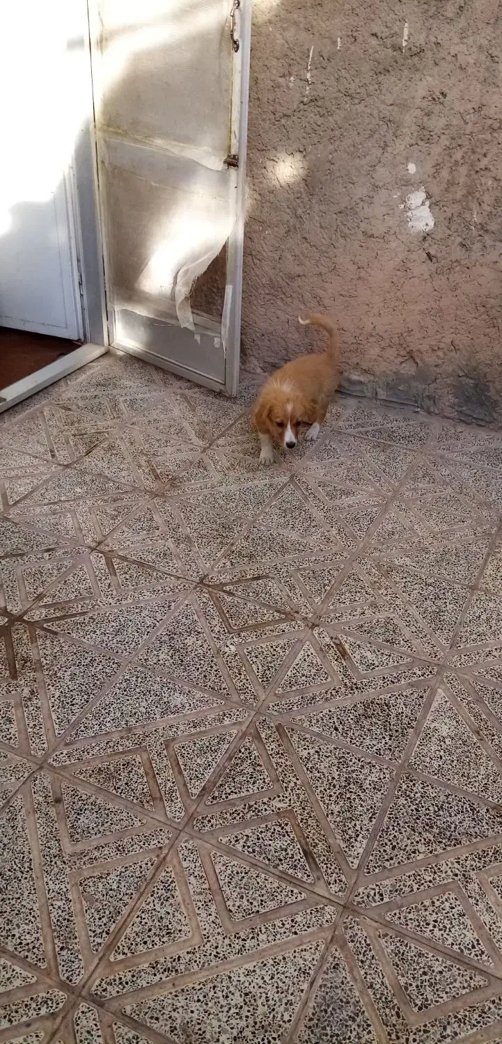 سگ اشپیتز|سگ|کرمان, |دیوار