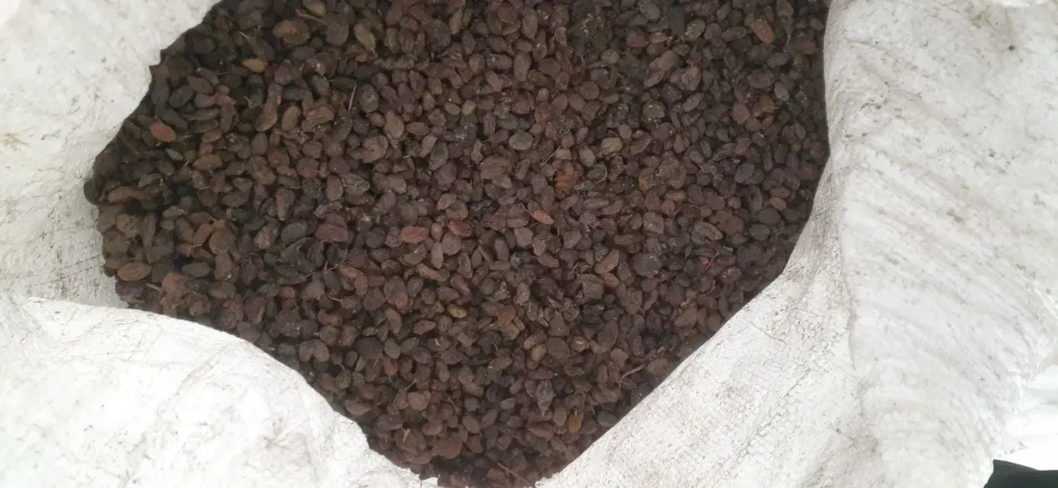 کشمش اورگانیک ملکان مخصوص|خوردنی و آشامیدنی|تبریز, |دیوار