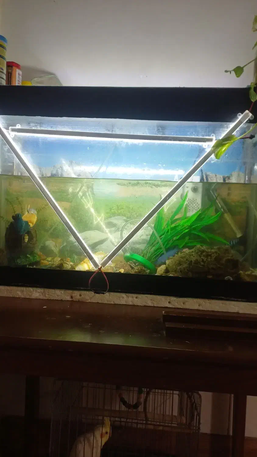 اکفاریم|ماهی|قم, علی آباد سعدگان|دیوار