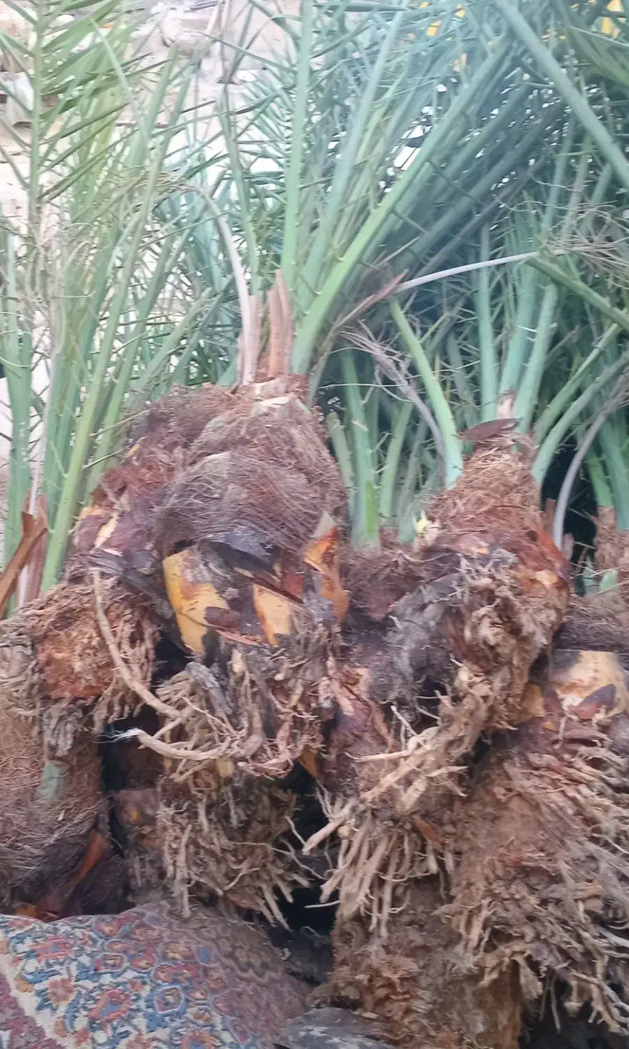 بفروش|حراج|سراوان, |دیوار