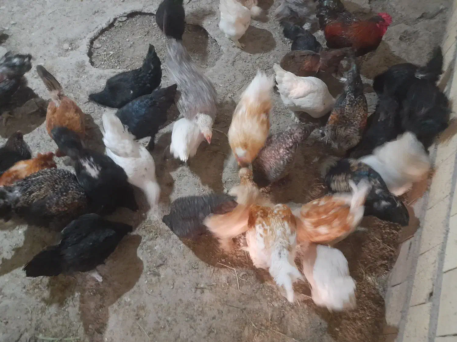 مرغ و خروس پا پر نژاد دار|پرنده|رودبار, |دیوار